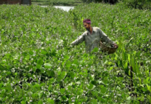 নওগাঁয় শীতের আগাম সবজি চাষে লাভবান হচ্ছে কৃষকরা