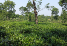 চা উৎপাদনে নতুন রেকর্ডের সম্ভাবনা