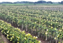 শত শত বাতি জ্বালিয়ে ঝিনাইদহে চলছে ড্রাগন চাষ ড্রাগন চাষ,